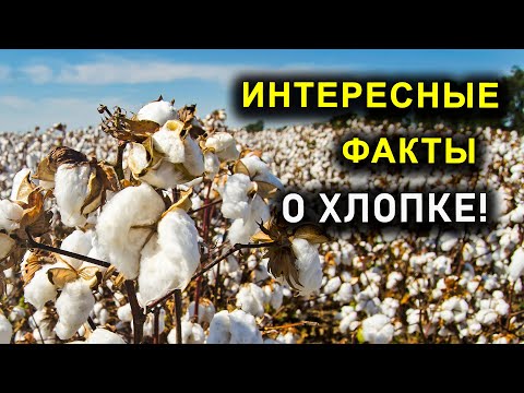 Видео: Уход за хлопковыми растениями: советы по выращиванию хлопка с детьми