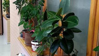 Mini Baxçam . Orkideyaya Qulluq . Orxideyanın Çoxaldılması .