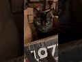 Whack-A-Mole (paw v hand)