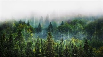 sheltering tree-Terminal3(Official Lyric Video)