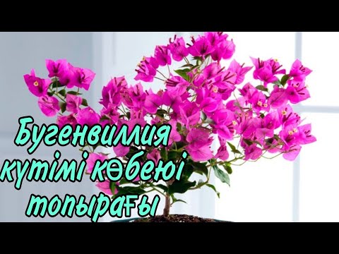 Бейне: Бугенвилланы көбейту әдістері: кесіндіден немесе тұқымнан бугенвилланы өсіру