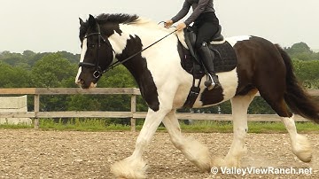 Killian(Gypsy X) - beautiful, smooth walk, trot, canter, transitions! - ValleyViewRanch.net