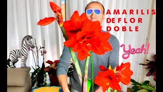 🙆😍FLORECIÓ NUESTRO AMARILIS DE FLOR DOBLE😍, SUS CUIDADOS👏🏻👏🏻👏🏻👏🏻👏🏻👏🏻👏🏻