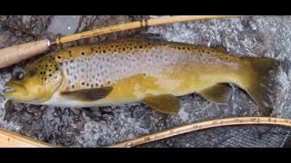 Farmington River VLOG 32 - Big Trout - EZ come EZ go