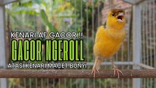 Pancingan Kenari Gacor Ngerol EMOSI DURASI Panjang AMPUH Atasi Kenari Macet Langsung Bunyi & Gacor!!