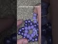 BIG CHONGUS KANDI STAR TUT
