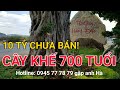 Cây Khế độc lạ 700 tuổi giá 10 tỷ chưa bán | Khám phá Thế giới Độc Lạ của người giàu nhất Việt Nam