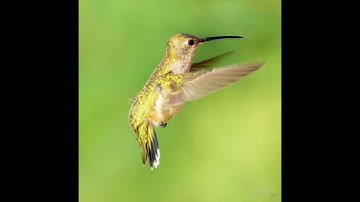 Flapping Wing Aerodynamics and Simulations Part I - Podcast #56