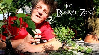 A Rosemary Bonsai for the Club Show, The Bonsai Zone, Aug 2019