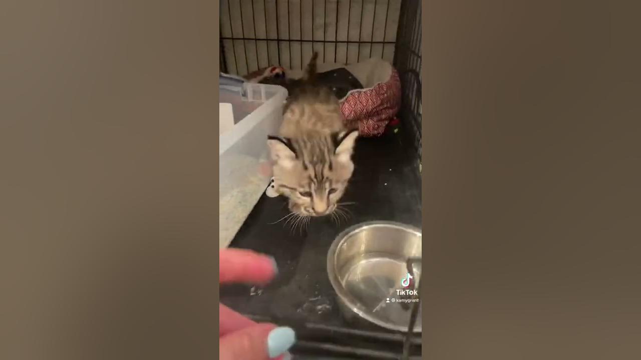 How to feed a baby bobcat! YouTube