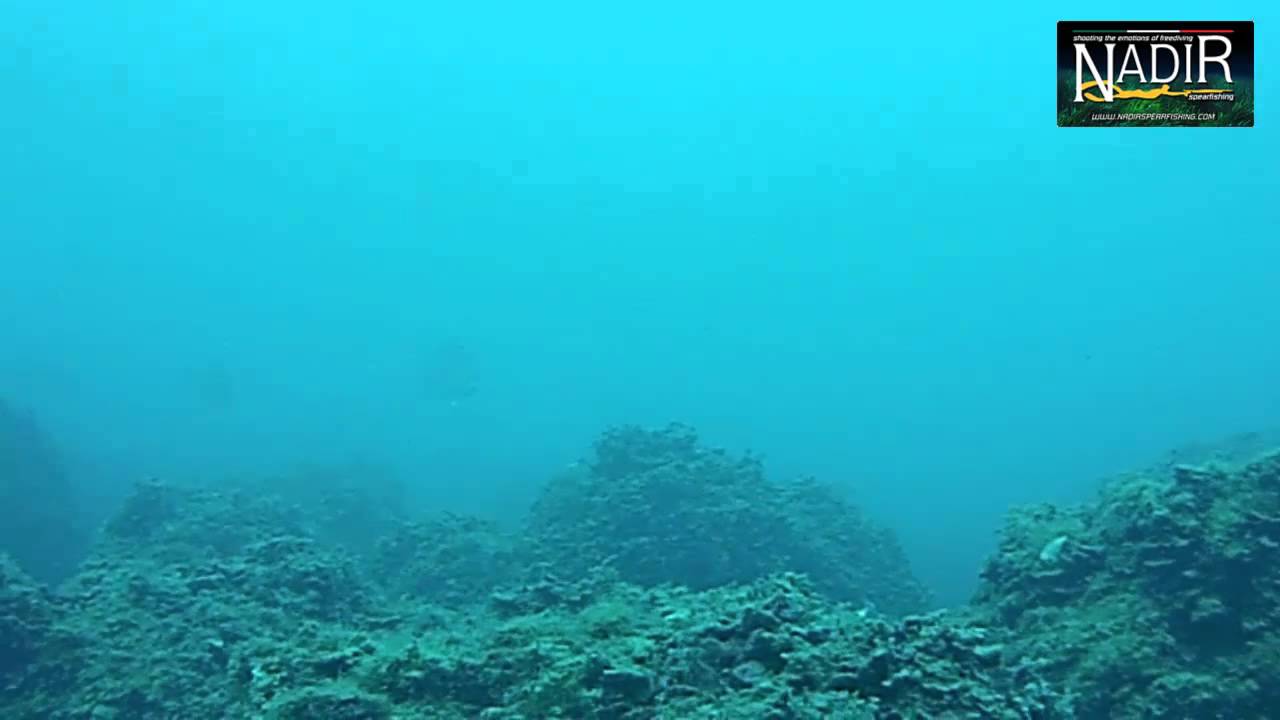 DENTI PROFOND AVEC LES BROWN REACTIVE SIGAL SUB