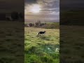 Amazing border collies running