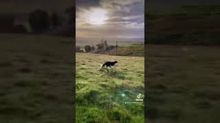 Amazing border collies running