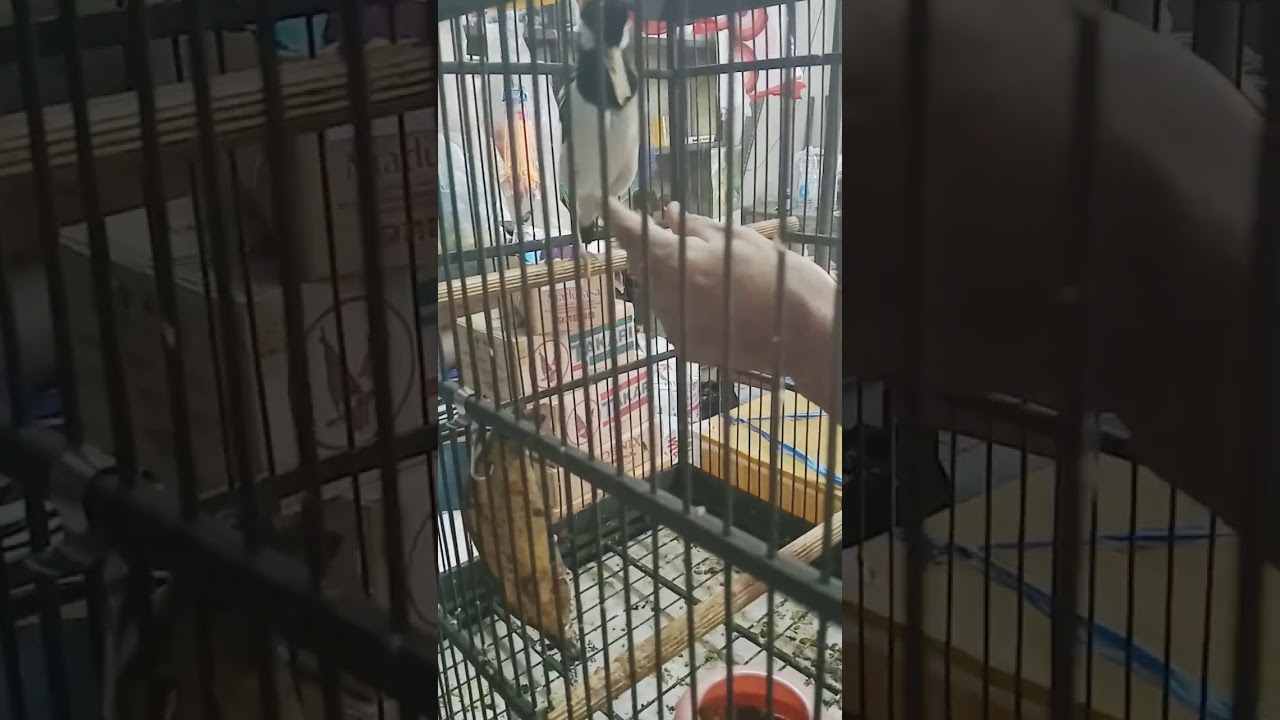 Jalak suren rawatan anak 