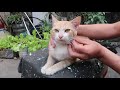 猫 マッサージ やり方 | されるがままに小顔マッサージを受ける猫