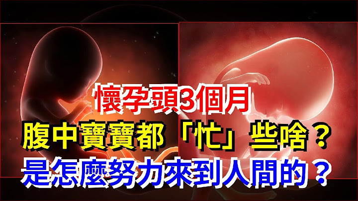 怀孕头3个月，腹中宝宝都“忙”些啥？是怎么努力来到人间的？ - 天天要闻