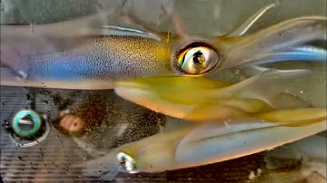 Gặp được đàn mực cá chai cá đục trắng giựt mỗi tay 