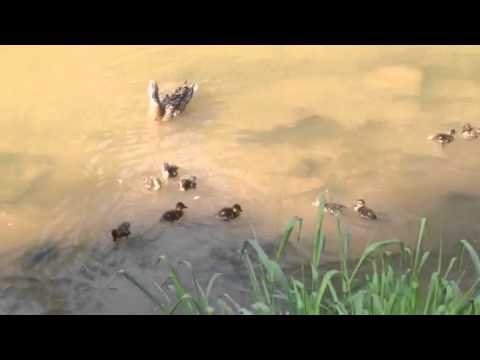 Отважная мама утка против водяной крысы Отважная мама утка против водяной крысы