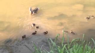 Отважная мама утка против водяной крысы Отважная мама утка против водяной крысы