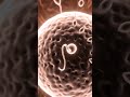 The moment of conception: 3D human fertilization animation #fertilization#anatomy#shorts