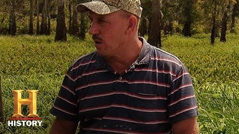 Swamp People: Cypress Knees | History