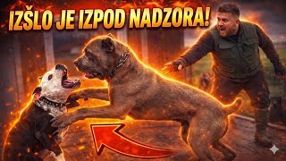 Carlos, velikanski Cane Corso, sreča Jokerja – vse je šlo izpod nadzora!