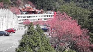 苗栗縣獅潭鄉協雲宮賞櫻花，2018.01.25
