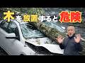 【実録】倒木トラブル!賠償金〇〇◯万円?知らなきゃ破滅