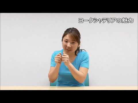 ヨークシャーテリアの魅力 犬種別の特徴と魅力（子犬の選び方）by遠藤エマトレーナー