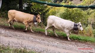 8A Edizione Caluma El Vache Confagricoltura Alla Panice Sottana, Limone Pte. Giov. 25 - 9 - 2025.