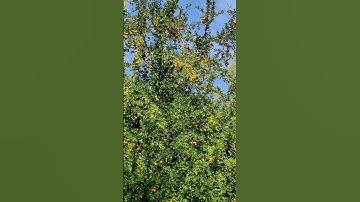 Thumbnail of Cherry plum trees across the walking trail #garden #nature #cherry #plumtree