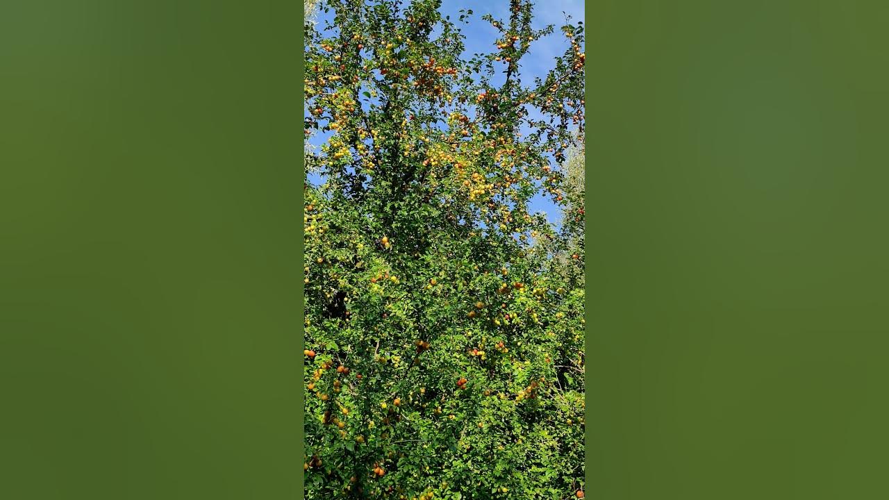 Cherry plum trees across the walking trail #garden #nature #cherry #plumtree