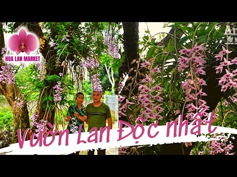 Hoa Lan TV: Chiêm Ngưỡng Vườn Lan Huyền Thoại Có Một Không Hai Ở Tuyên Quang (I)