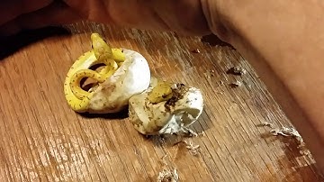 Aru Green Tree Python Maternal Incubation Results