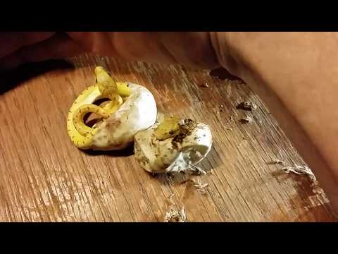 Aru Green Tree Python Maternal Incubation Results