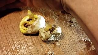 Aru Green Tree Python Maternal Incubation Results