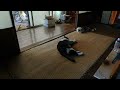 Japanese culture -Always beside dogs and cats- がライブ配信中！