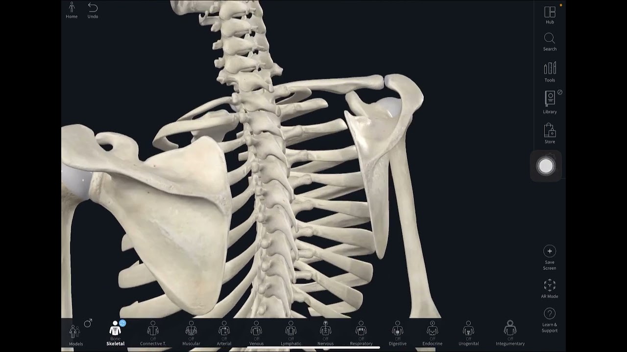 Scapular Osteology تشريح بالعربي