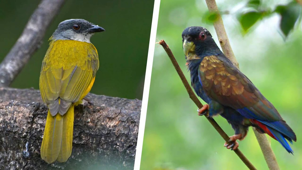 Tinamu Birding Nature Reserve for Birdwatchers