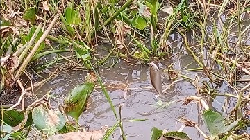 Câu cá rô đồng, thác lác thiên nhiên: hốt trọn ổ rô đồng mập ú với cá thác lác.