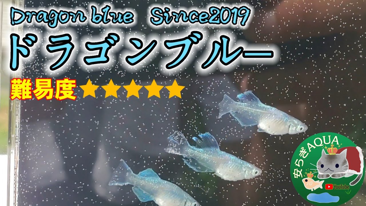 難易度MAX】ドラゴンブルーを⭕匹選別したら⭕匹となる【2019年流行 