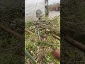 Tree Cutting After. #treecutting #arborist #fyp #explore #shorts