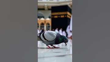 #سورة_الإخلاص #ikhlas 🕋🕊️❤️🌹