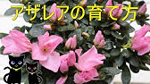 アザレアの育て方 花がら摘み 鉢植え 植え替えの土 剪定の方法など Youtube アザレアの育て方 花がら摘み 鉢植え 植え替えの土 剪定の方法など Youtube