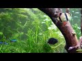 Feeding aquarium fish worms