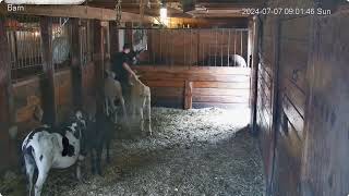 Barn The Rescues 901Am Harley Angus Front Stall Mike Hay Time 772024
