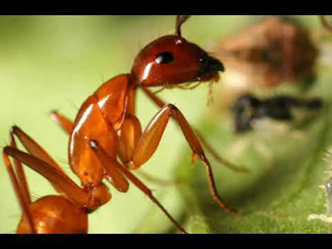 Как избавиться от муравьев в вашем жилище?