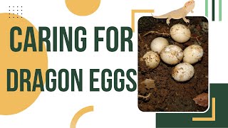 Celebrity How To Take Care Of Bearded Dragon Eggs Profile