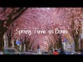 Spring Time in Bonn | feat. Cherry Blossom Trees on Heerstraße.