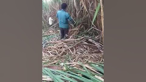 Cận cảnh dân Việt Nam chặt mía Trung Quốc